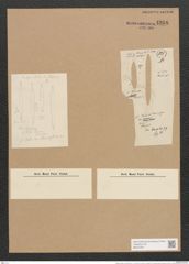 Nitzschia palea var. tenuirostris V. H. (de-Toni-Nr.: Genus 47, Species 2127) Zeichnungen Sammlung Grunow Nr. 4268 (NHMW-BOT-W0372261)